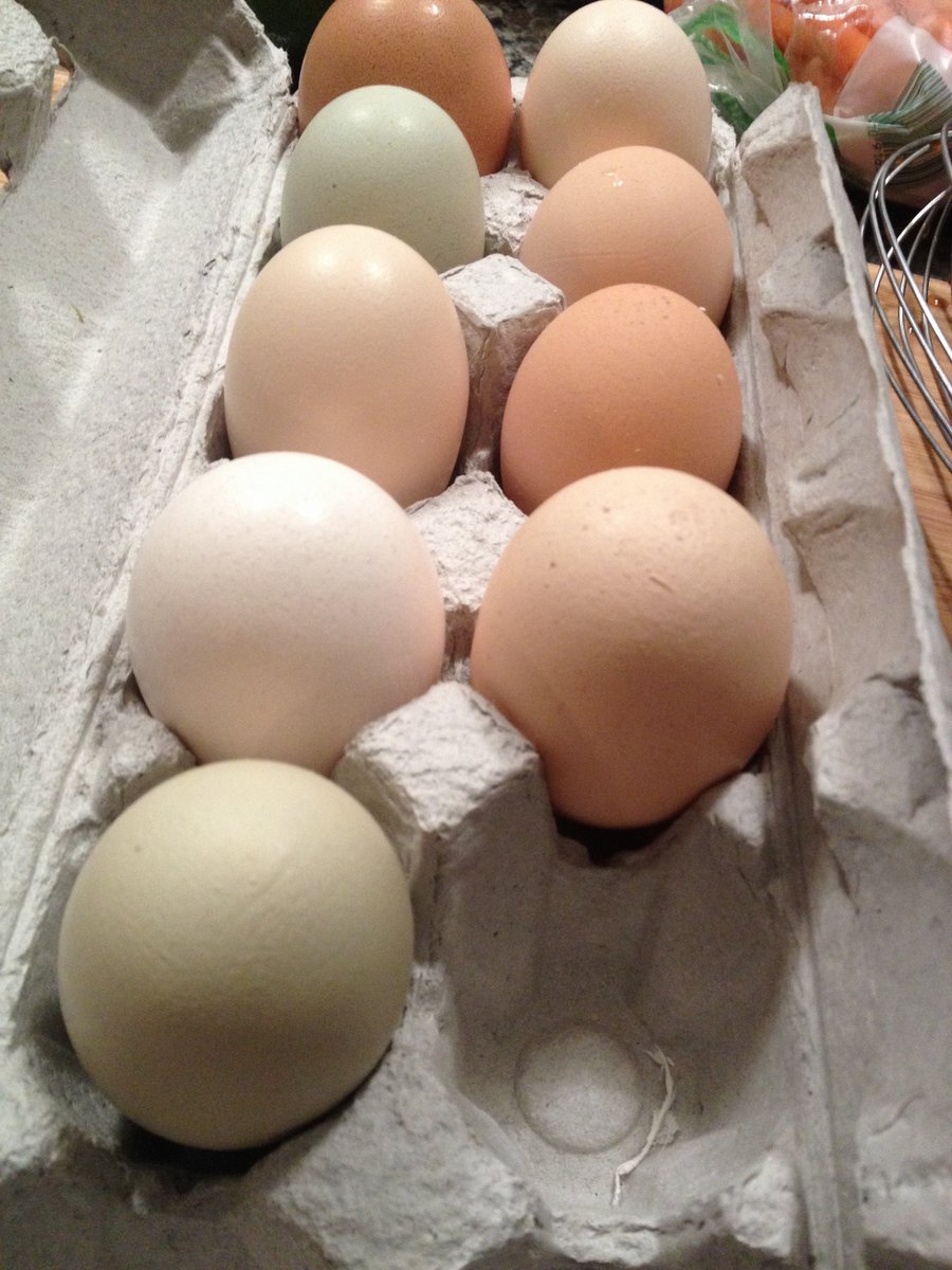 eggs - 2 feb 2015