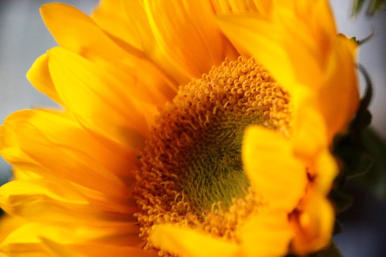 sunflower - 17 apr 2015