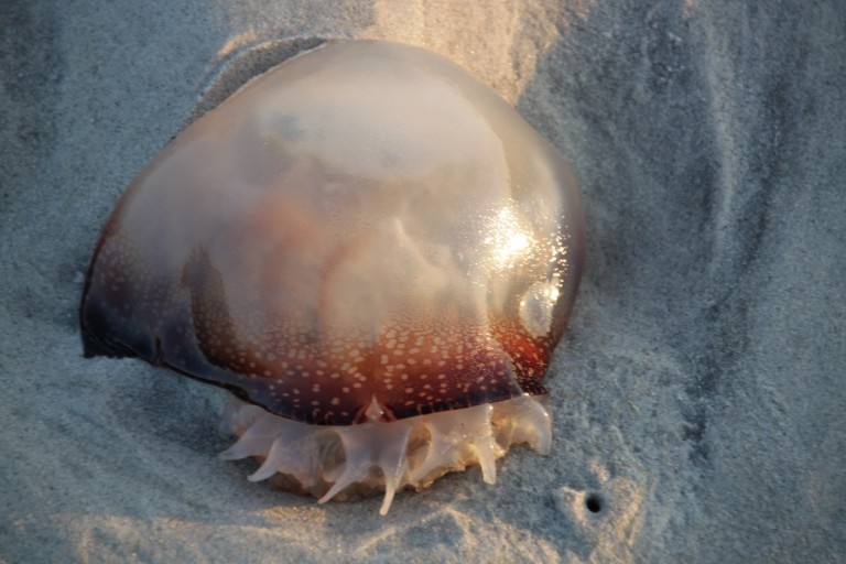 jellyfish - 20 may 2015