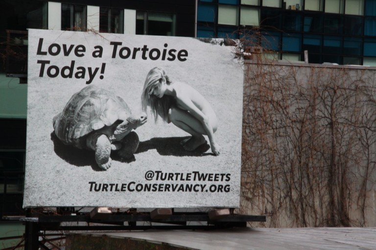 tortoise - 16 jan 2016