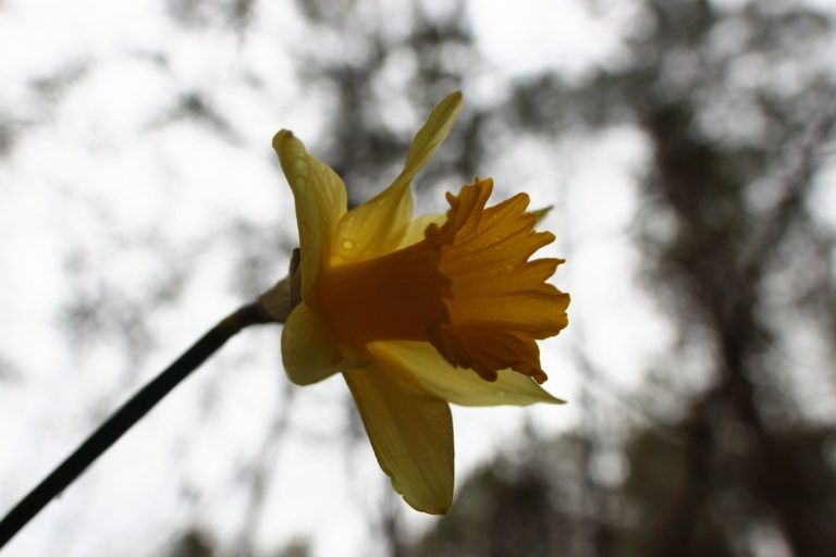 daffodil - 5 feb 2017