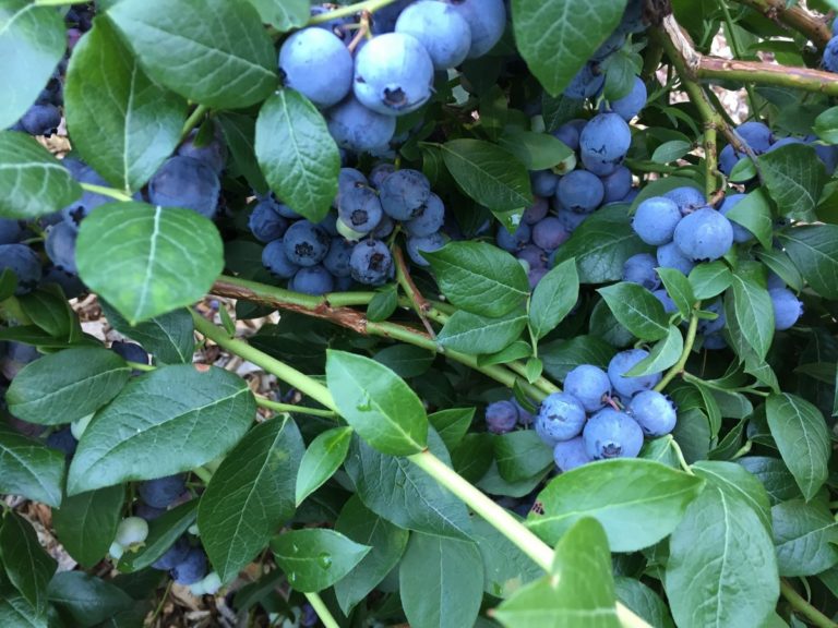 blueberries - 29 jul 2017