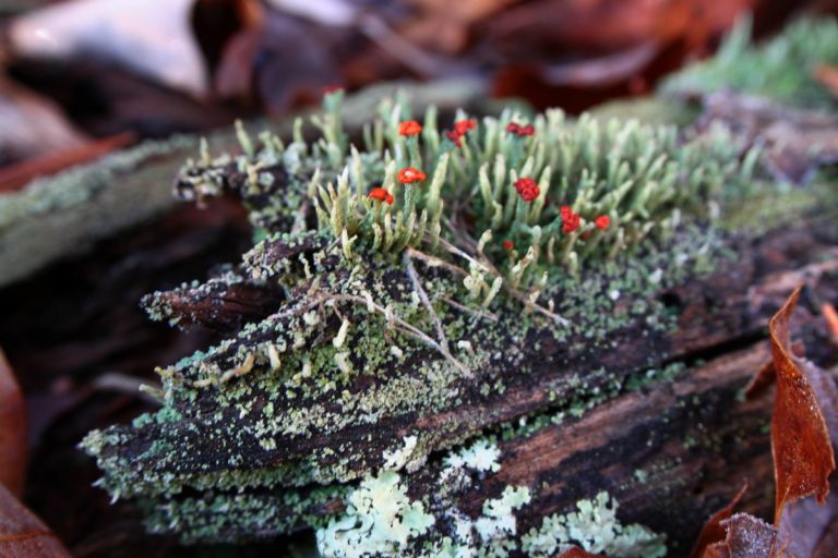 lichens - 24 nov 2017