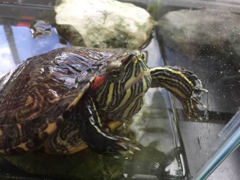 turtle - 23 may 2018
