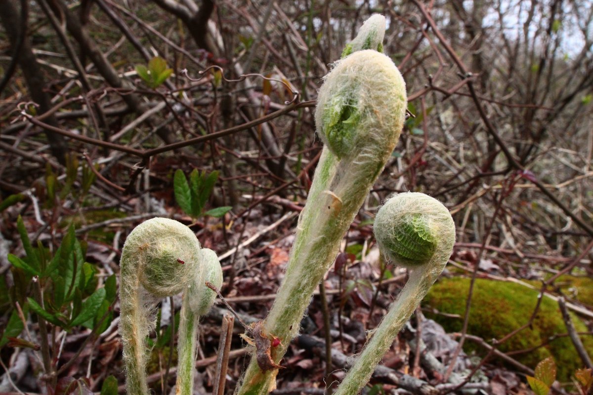 ferns - 7 may 2018