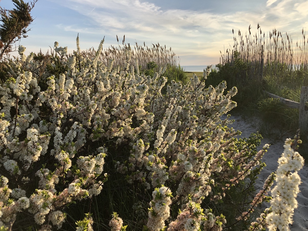 beach plum - 22 jun 2019